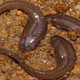 Illustration for article titled Biologists Have Discovered Underground, Burrowing Tadpoles
